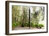 Totem Pole, Sitka National Historic Park aka Totem Park, Sitka, Alaska-Mark A Johnson-Framed Photographic Print