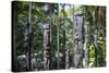 Totem poles from the Sepik River, Botanical Garden, Port Moresby, Papua New Guinea, Pacific-Michael Runkel-Stretched Canvas