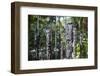 Totem poles from the Sepik River, Botanical Garden, Port Moresby, Papua New Guinea, Pacific-Michael Runkel-Framed Photographic Print