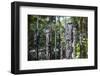 Totem poles from the Sepik River, Botanical Garden, Port Moresby, Papua New Guinea, Pacific-Michael Runkel-Framed Photographic Print