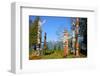 Totem's Poles in Stanley Park-null-Framed Art Print