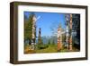 Totem's Poles in Stanley Park-null-Framed Art Print