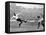 Tottenham Hotspur Vs. West Bromwich Albion, 1931-null-Framed Stretched Canvas