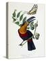 Toucan Ariel on a Muscadier and Butterfly Protesilas - in “” Le Jardin Des Plantes: Complete Histor-Unknown Artist-Stretched Canvas