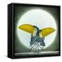 Toucan Can Can, 2010-Wayne Anderson-Framed Stretched Canvas