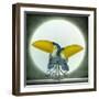 Toucan Can Can, 2010-Wayne Anderson-Framed Giclee Print