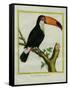 Toucan De Cayenne-Georges-Louis Buffon-Framed Stretched Canvas