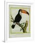 Toucan De Cayenne-Georges-Louis Buffon-Framed Giclee Print