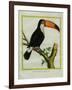 Toucan De Cayenne-Georges-Louis Buffon-Framed Giclee Print