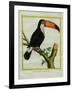 Toucan De Cayenne-Georges-Louis Buffon-Framed Giclee Print