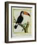 Toucan De Cayenne-Georges-Louis Buffon-Framed Giclee Print