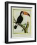 Toucan De Cayenne-Georges-Louis Buffon-Framed Giclee Print