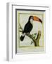 Toucan De Cayenne-Georges-Louis Buffon-Framed Giclee Print