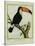 Toucan De Cayenne-Georges-Louis Buffon-Stretched Canvas