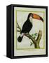 Toucan De Cayenne-Georges-Louis Buffon-Framed Stretched Canvas