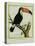 Toucan De Cayenne-Georges-Louis Buffon-Stretched Canvas