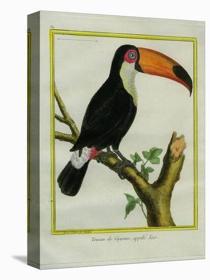 Toucan De Cayenne-Georges-Louis Buffon-Stretched Canvas