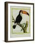 Toucan De Cayenne-Georges-Louis Buffon-Framed Giclee Print