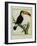 Toucan De Cayenne-Georges-Louis Buffon-Framed Giclee Print