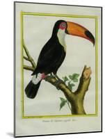 Toucan De Cayenne-Georges-Louis Buffon-Mounted Giclee Print