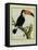 Toucan De Cayenne-Georges-Louis Buffon-Framed Stretched Canvas