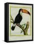 Toucan De Cayenne-Georges-Louis Buffon-Framed Stretched Canvas