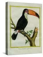 Toucan De Cayenne-Georges-Louis Buffon-Stretched Canvas