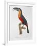 Toucan: Great Red-Bellied by Jacques Barraband-Jacques Barraband-Framed Giclee Print