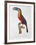 Toucan: Great Red-Bellied by Jacques Barraband-Jacques Barraband-Framed Giclee Print