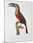 Toucan: Great Red-Bellied by Jacques Barraband-Jacques Barraband-Mounted Giclee Print