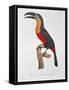 Toucan: Great Red-Bellied by Jacques Barraband-Jacques Barraband-Framed Stretched Canvas