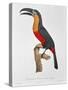 Toucan: Great Red-Bellied by Jacques Barraband-Jacques Barraband-Stretched Canvas