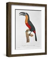 Toucan: Great Red-Bellied by Jacques Barraband-Jacques Barraband-Framed Giclee Print