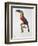 Toucan: Great Red-Bellied by Jacques Barraband-Jacques Barraband-Framed Giclee Print