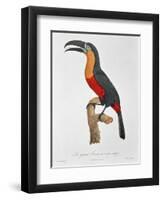 Toucan: Great Red-Bellied by Jacques Barraband-Jacques Barraband-Framed Giclee Print