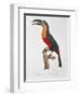 Toucan: Great Red-Bellied by Jacques Barraband-Jacques Barraband-Framed Giclee Print
