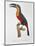 Toucan: Great Red-Bellied by Jacques Barraband-Jacques Barraband-Mounted Giclee Print