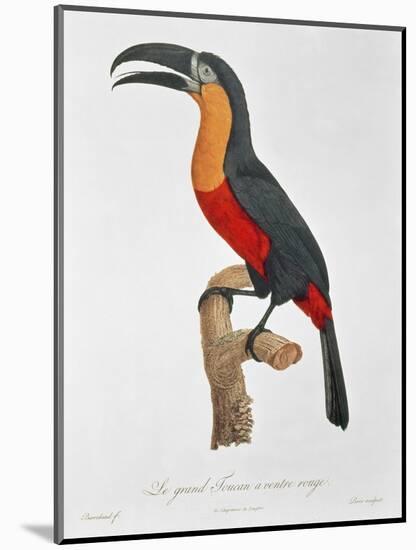 Toucan: Great Red-Bellied by Jacques Barraband-Jacques Barraband-Mounted Giclee Print