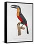 Toucan: Great Red-Bellied by Jacques Barraband-Jacques Barraband-Framed Stretched Canvas