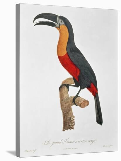 Toucan: Great Red-Bellied by Jacques Barraband-Jacques Barraband-Stretched Canvas