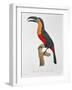 Toucan: Great Red-Bellied by Jacques Barraband-Jacques Barraband-Framed Giclee Print