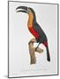 Toucan: Great Red-Bellied by Jacques Barraband-Jacques Barraband-Mounted Giclee Print