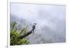 Toucan in the Valle de Cocora, Colombia, South America-Alex Treadway-Framed Premium Photographic Print