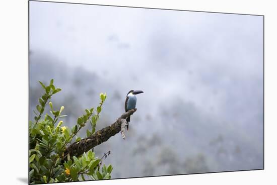 Toucan in the Valle de Cocora, Colombia, South America-Alex Treadway-Mounted Premium Photographic Print