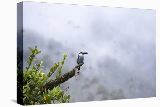 Toucan in the Valle de Cocora, Colombia, South America-Alex Treadway-Stretched Canvas