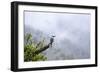 Toucan in the Valle de Cocora, Colombia, South America-Alex Treadway-Framed Photographic Print