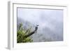 Toucan in the Valle de Cocora, Colombia, South America-Alex Treadway-Framed Photographic Print