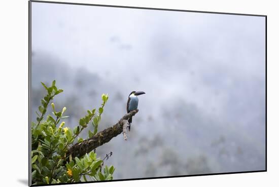 Toucan in the Valle de Cocora, Colombia, South America-Alex Treadway-Mounted Photographic Print