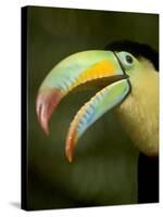 Toucan, La Paz, Costa Rica-Rob Sheppard-Stretched Canvas