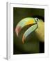 Toucan, La Paz, Costa Rica-Rob Sheppard-Framed Photographic Print